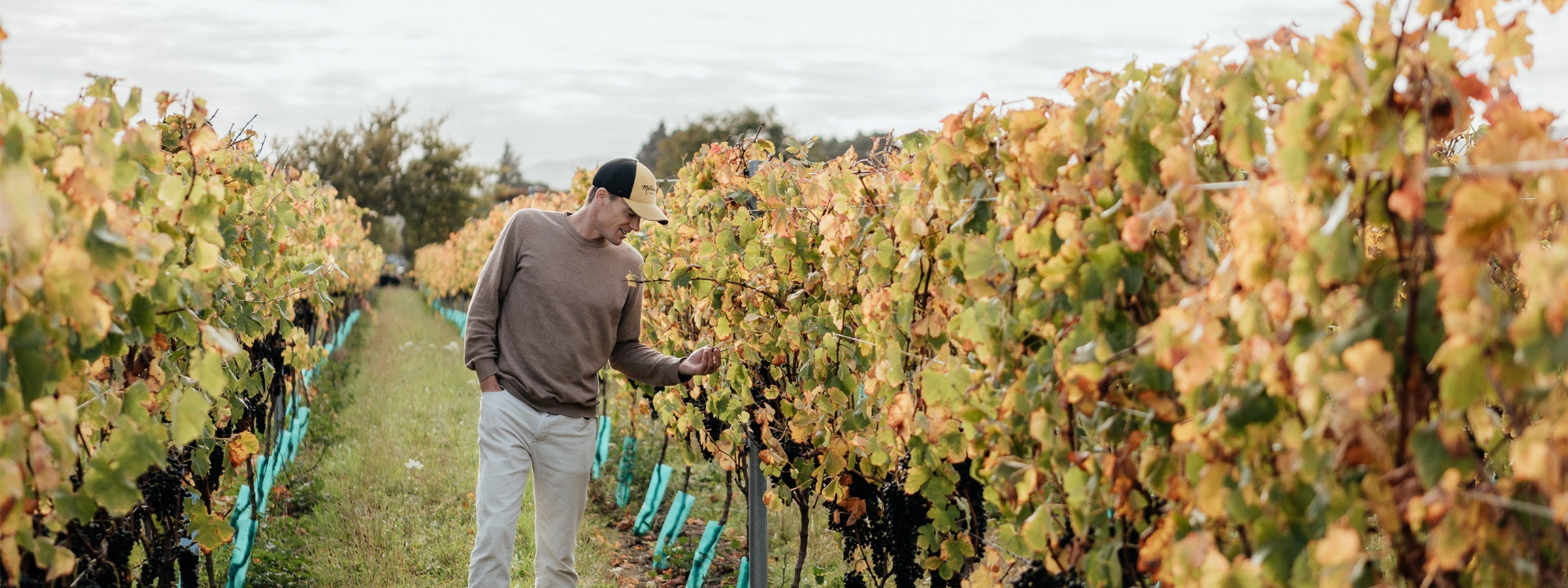 ワイン Martinborough Vineyard SyrahViognier2008 Martinborough Vineyard | New Zealand Wine | Shop Online