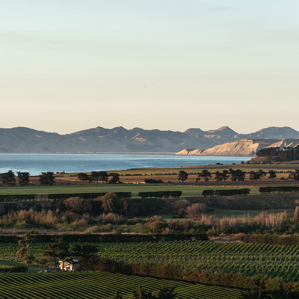 Cellar Exclusive Hidden Label Marlborough Sauvignon Blanc 2023
